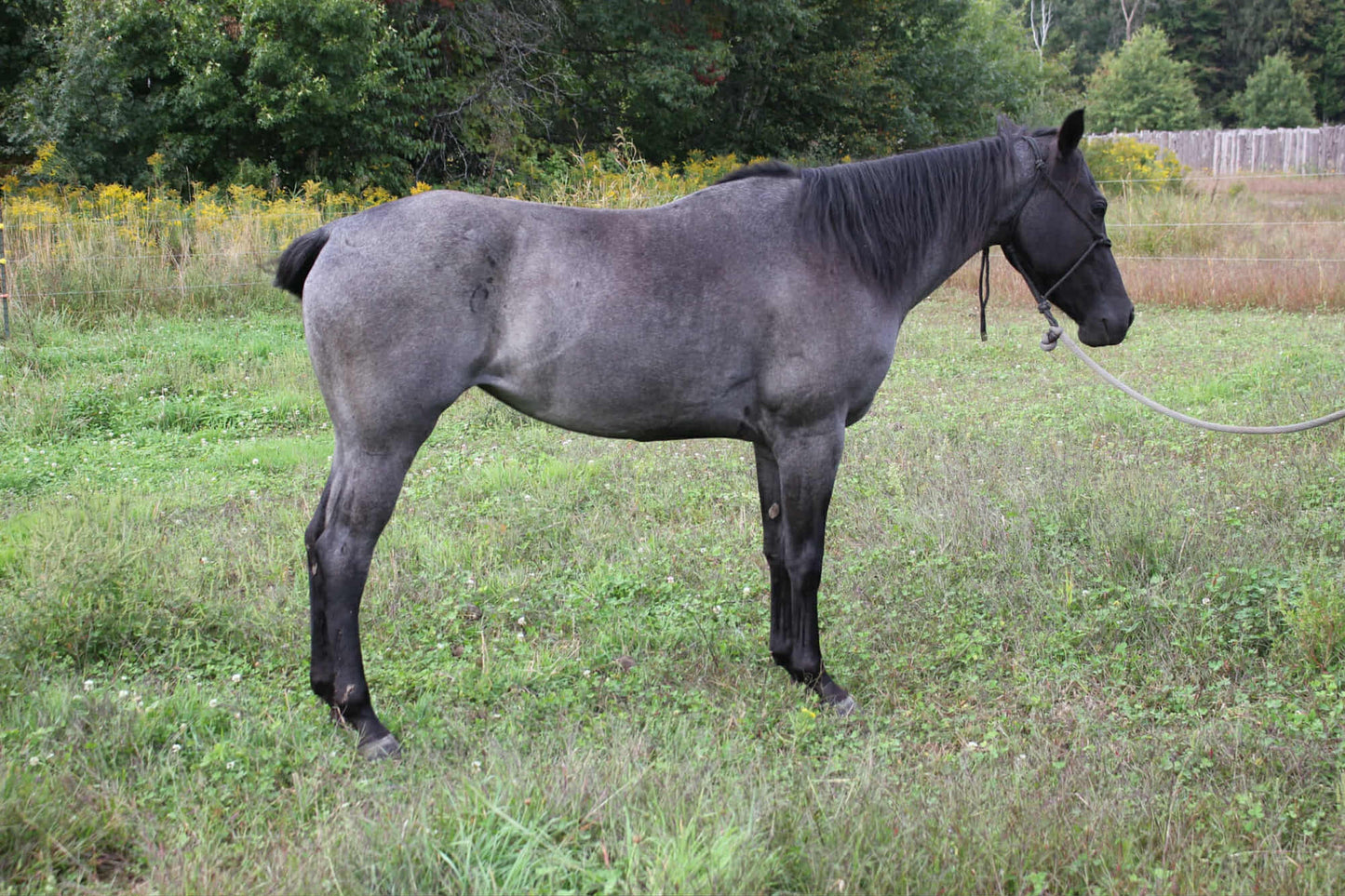 Promise(Blue roan Mare)