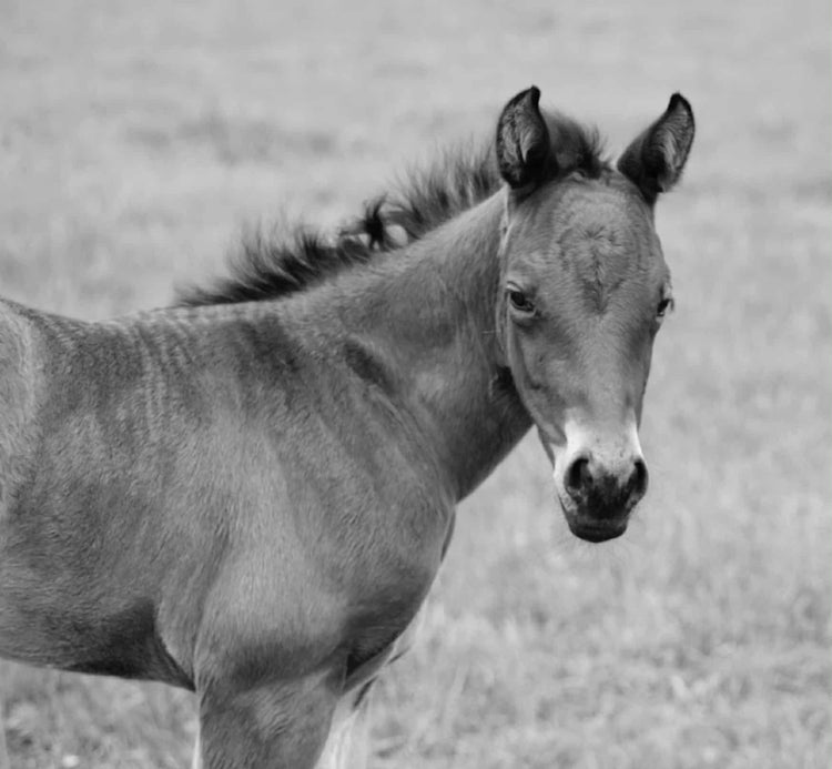 Spinning B Performance Horses(Foals/Prospects)