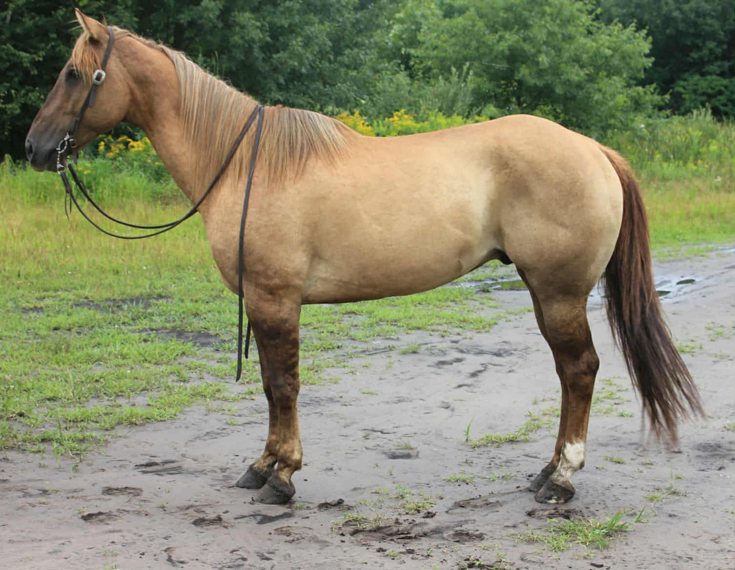 Leo(Dun Gelding