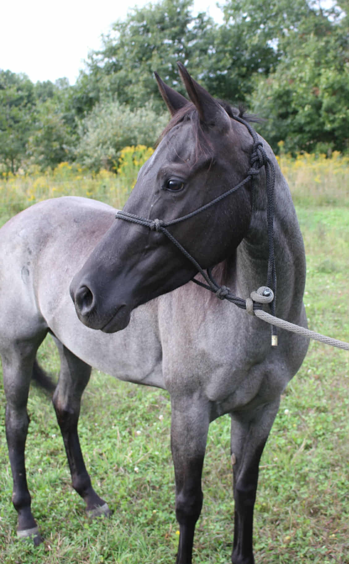 Promise(Blue roan Mare)