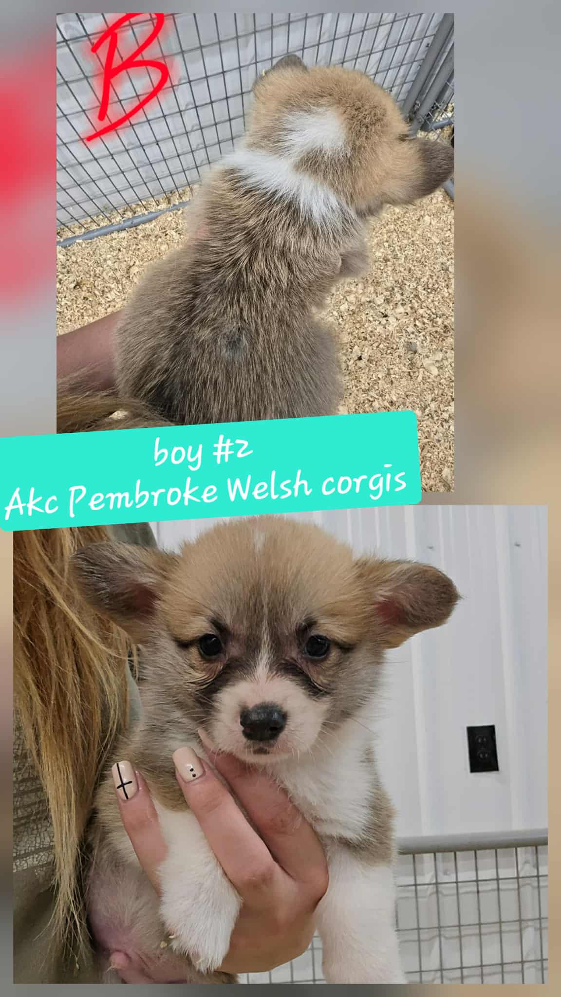 Boy #2(Pembroke Welsh Corgi)