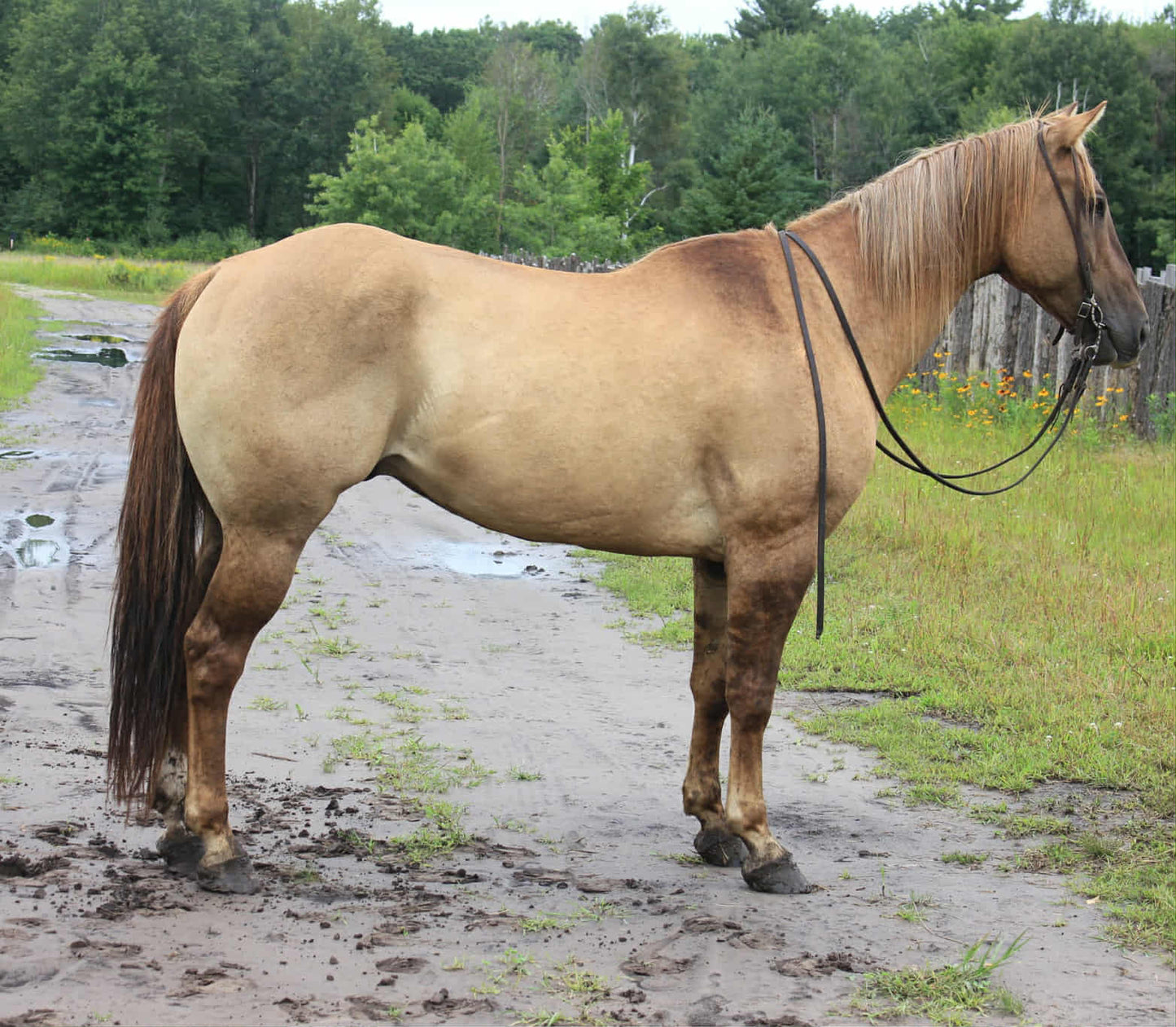 Leo(Dun Gelding