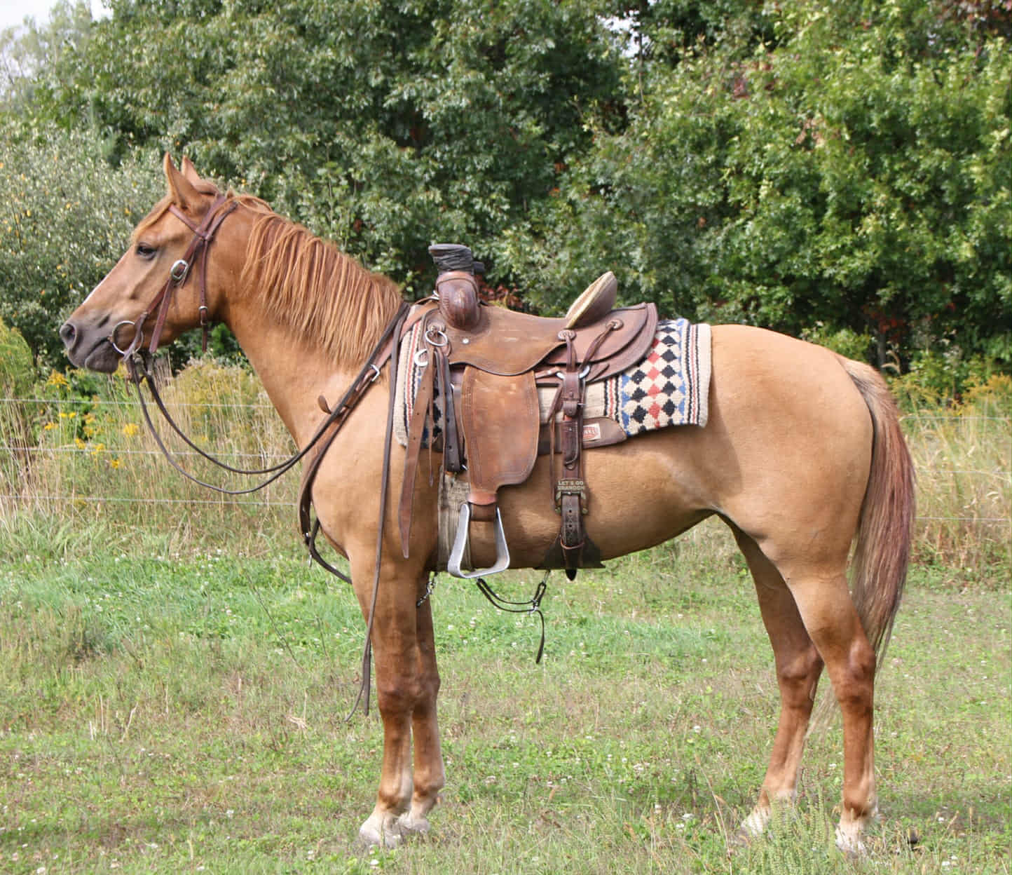 Maple(Dun Mare)