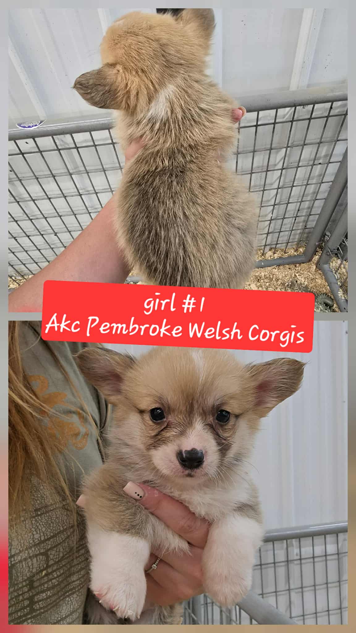 Girl #1(Pembroke Welsh Corgi)
