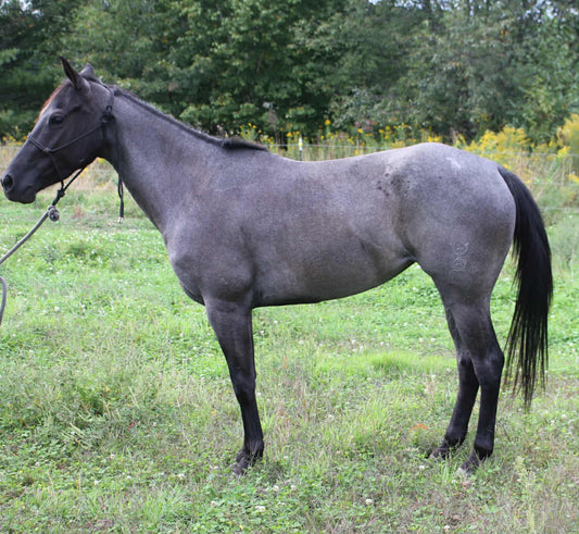 Promise(Blue roan Mare)