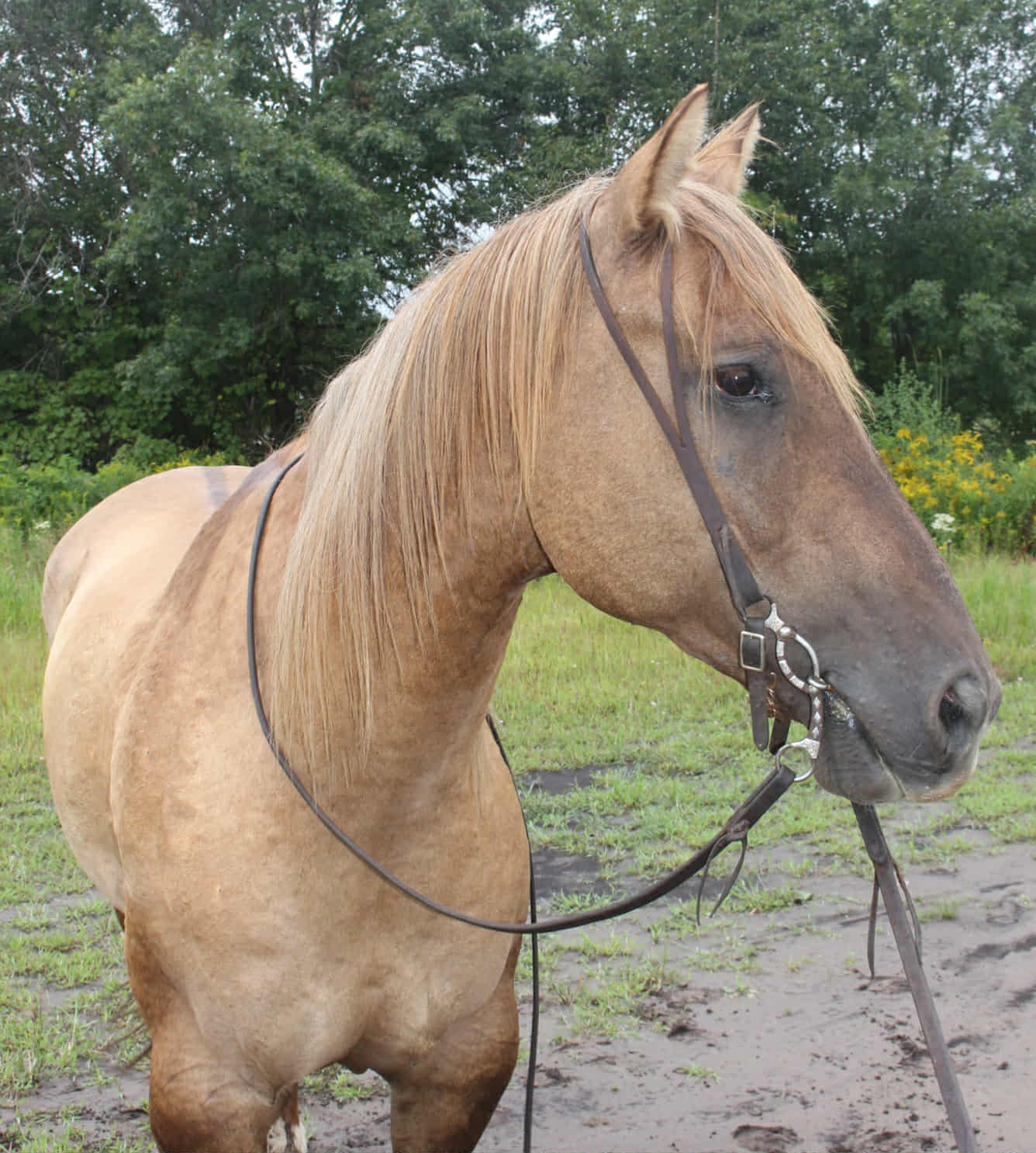 Leo(Dun Gelding
