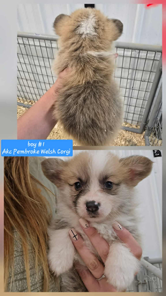 Boy #1(Pembroke Welsh Corgi)