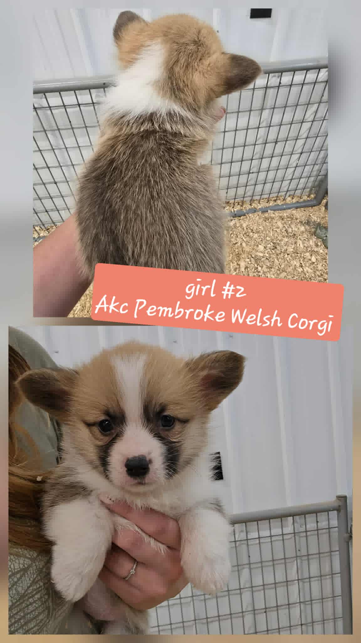 Girl #2(Pembroke Welsh Corgi)