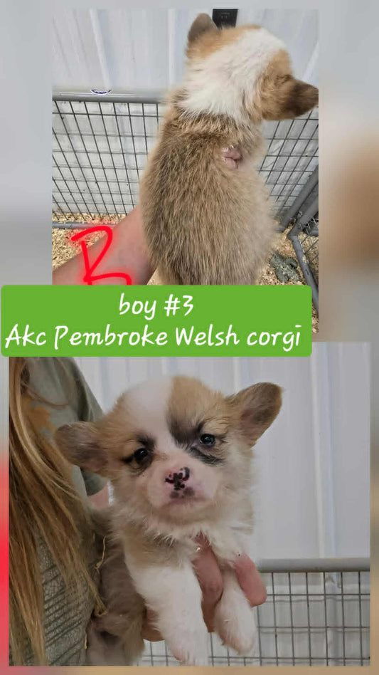 Boy #3(Pembroke Welsh Corgi)